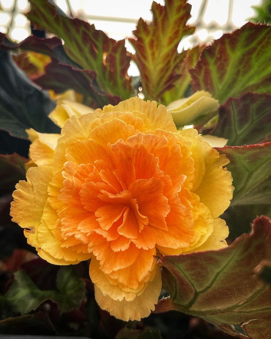 Bright yellow Begonia flower contrasted by fresh green leaves in a greenhouse.