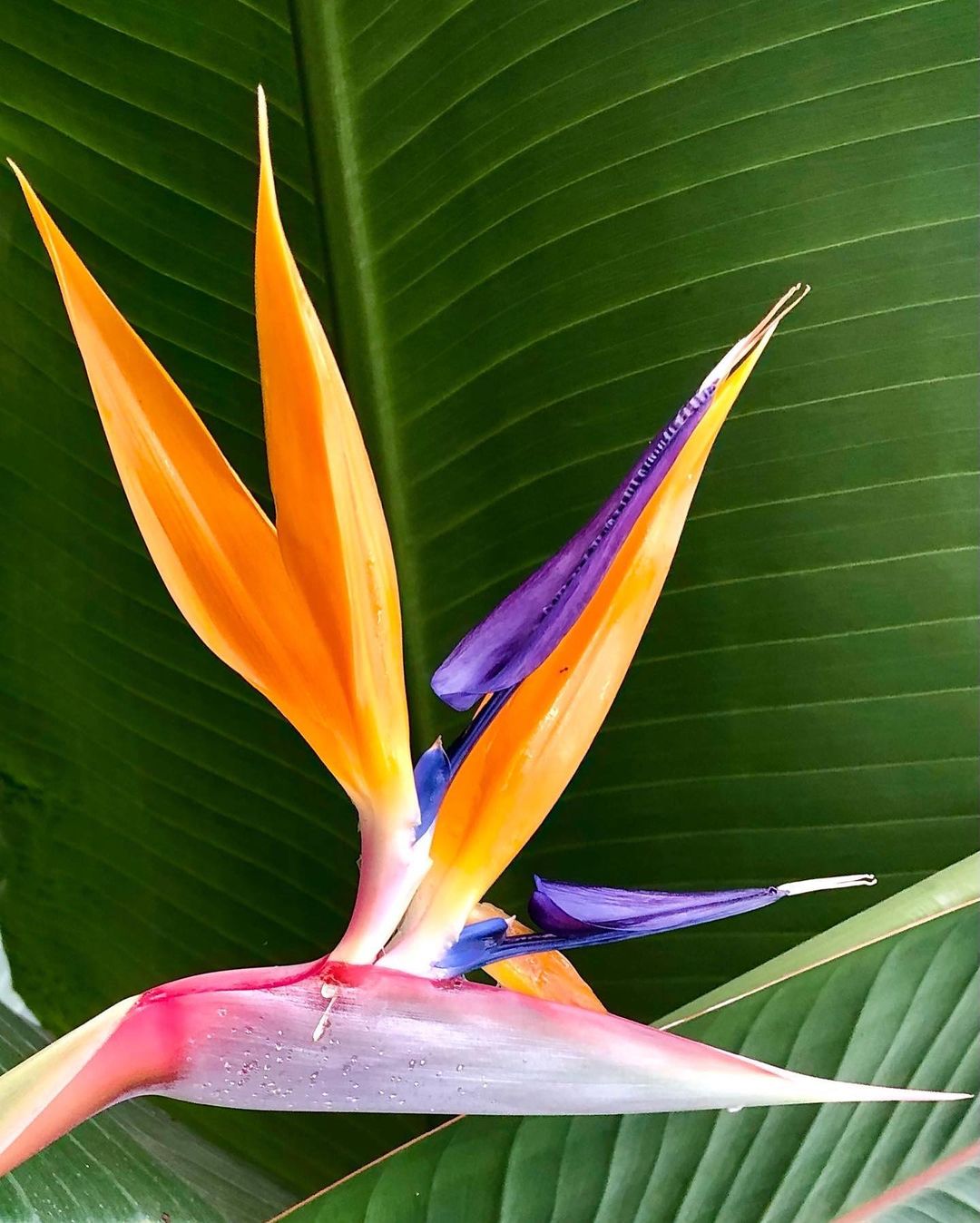 Bird of Paradise flower photograph - a stunning fine art print capturing the beauty of the Bird of Paradise flower.