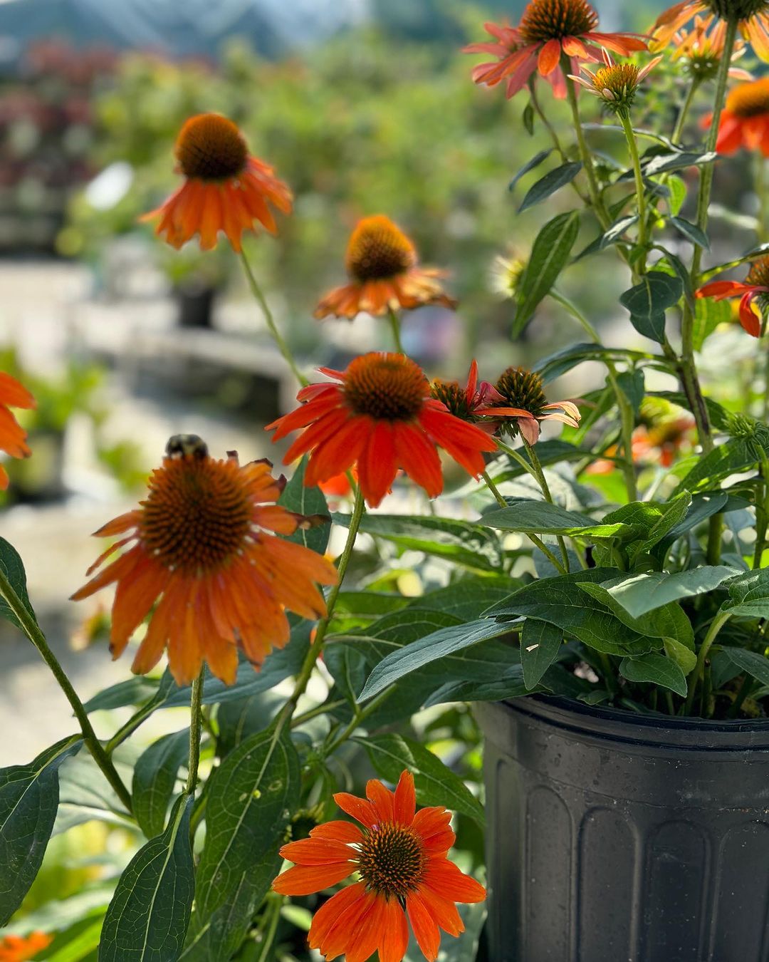Orange coneflower, a vibrant flower with Orange petals and a cone-shaped center, symbolizing beauty and resilience.