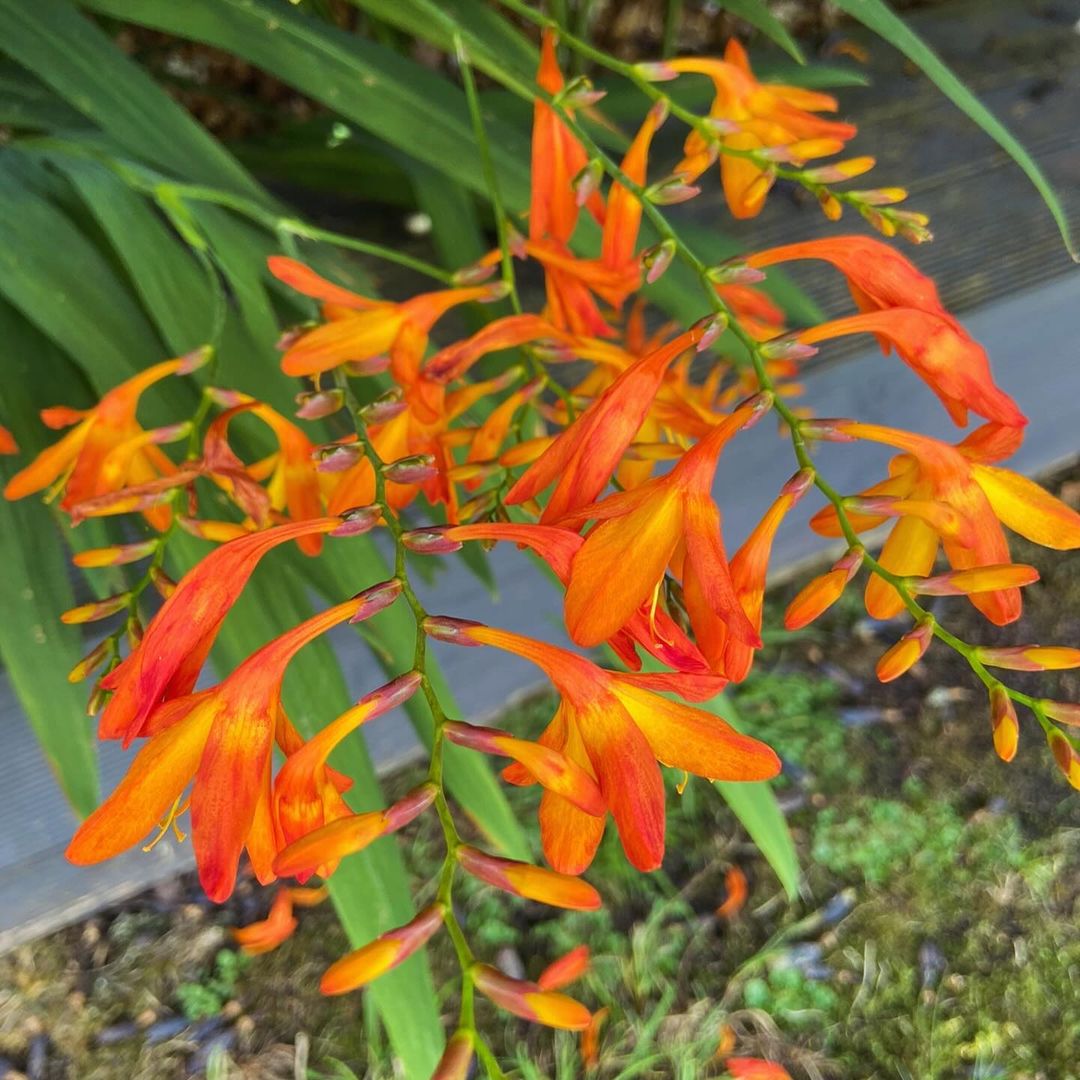 Beautiful orange Crocosmia blossoms adding color to the garden.