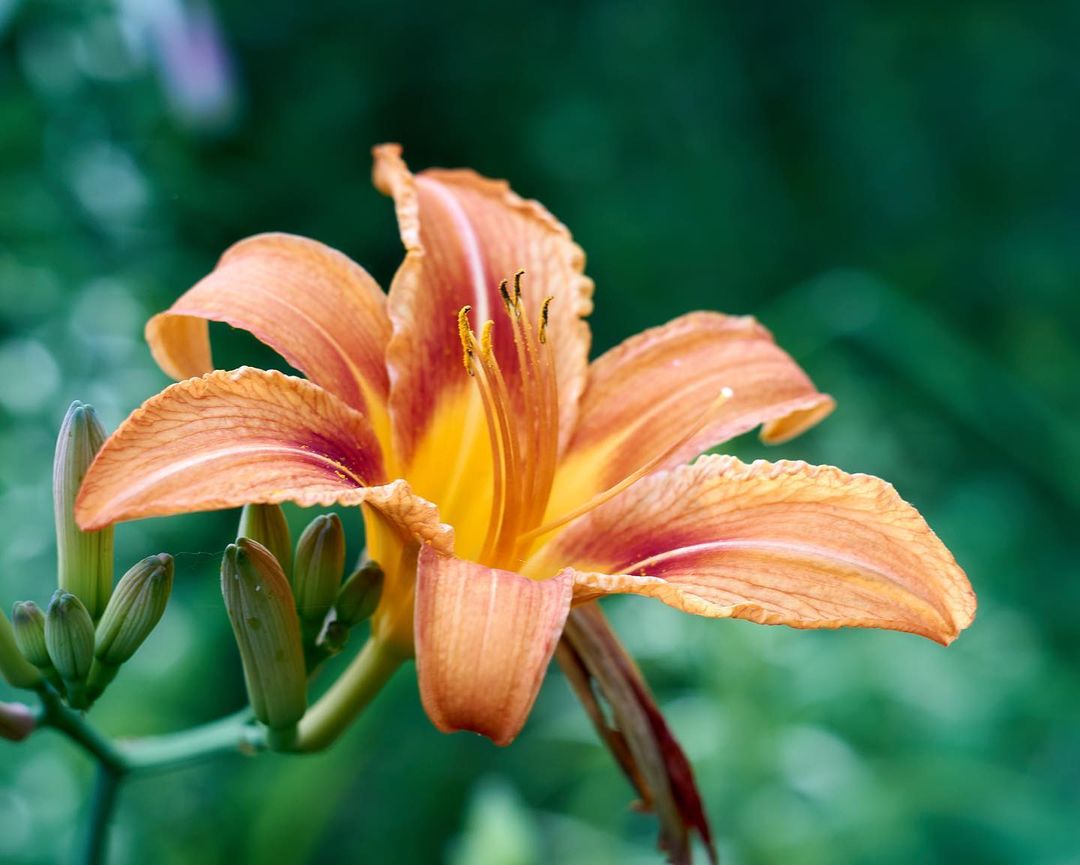 Orange daylily in full bloom, adding vibrant color to the garden.