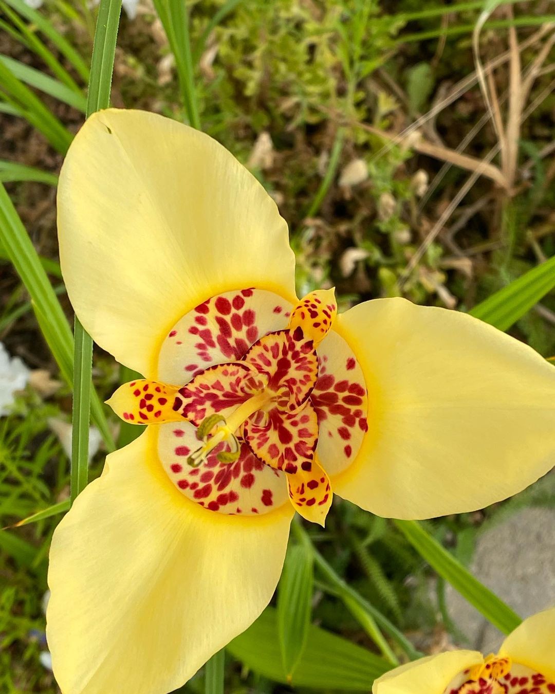 Yellow orchid with red spots on petals, known as Tigridia.