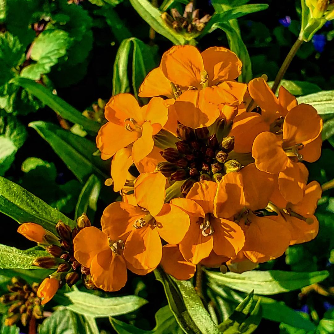Orange wallflowers blooming in a vibrant garden, adding a burst of color and beauty to the surroundings.