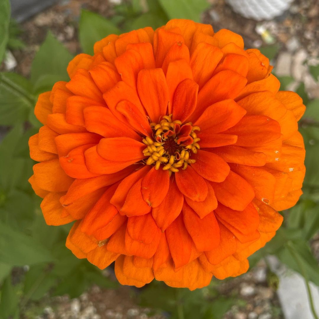 A close-up photo of a vibrant zinnia flower with multiple layers of petals in shades of orange.