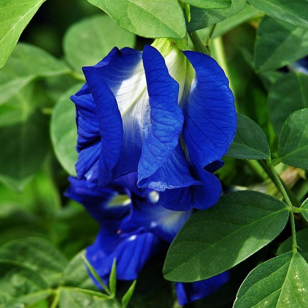 Blue Butterfly Pea flower with white petals blooming on a plant.