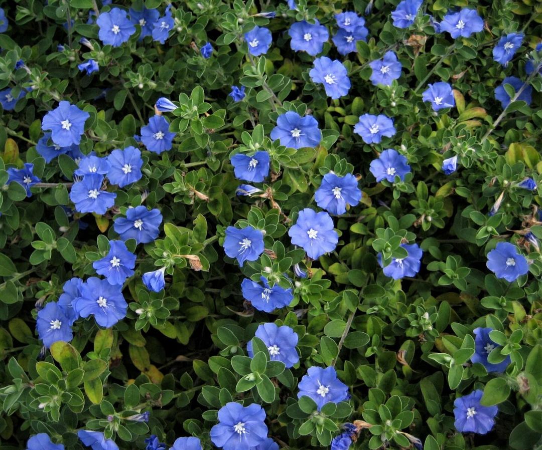 A close-up of Blue Daze flowers, showcasing their vibrant blue petals and white centers.
