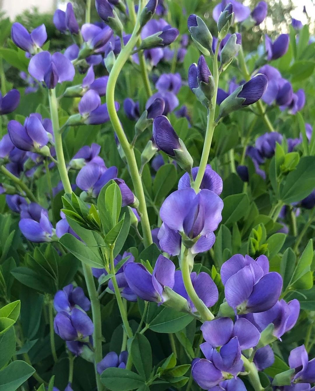 A close-up of Blue False Indigo, a plant with vibrant purple flowers.