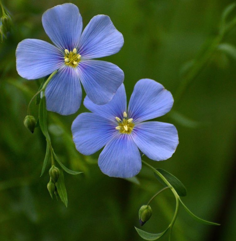 Two vibrant blue Flax flowers blooming on a lush green plant.