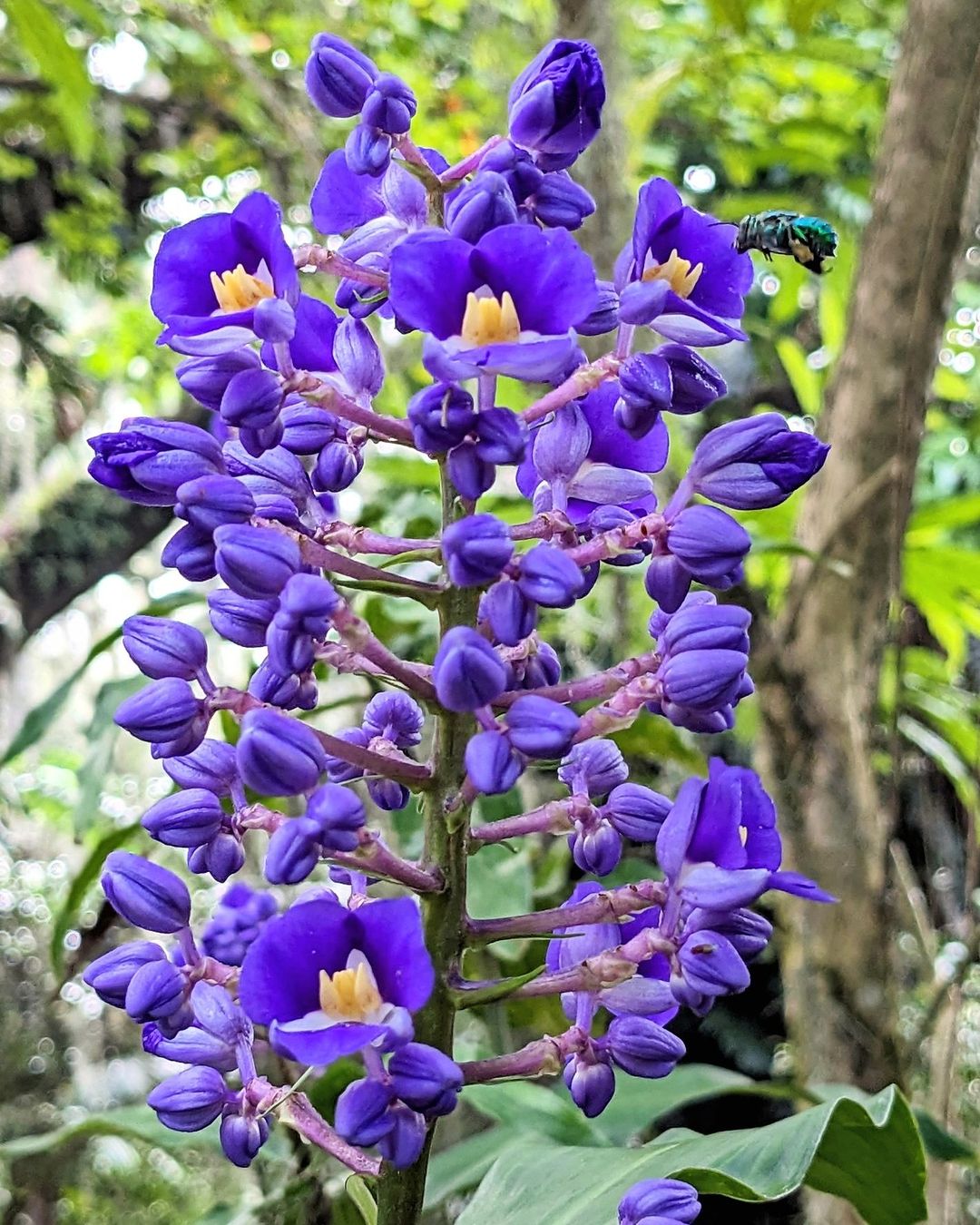 Vibrant Blue Ginger bloom with yellow centers in a green garden.