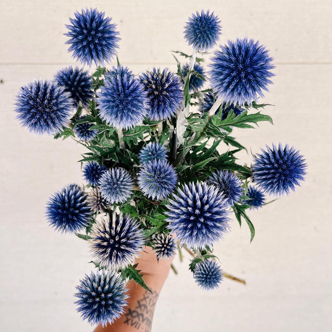 A person holding a bouquet of Blue Globe Thistle flowers.