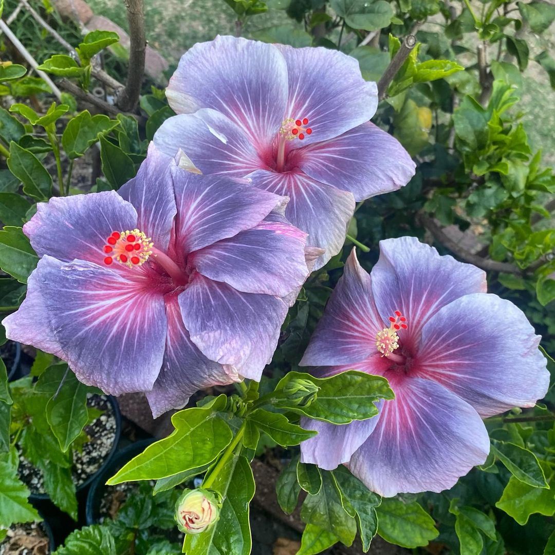 Blue Hibiscus: Trio of purple flowers with red centers in a pot.