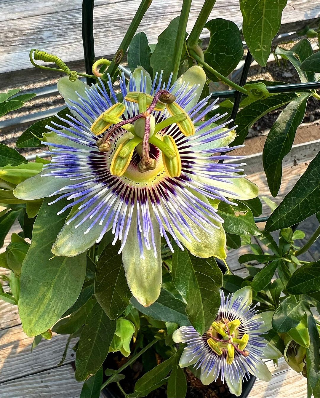 Blue Passion Flower blooming in the garden.