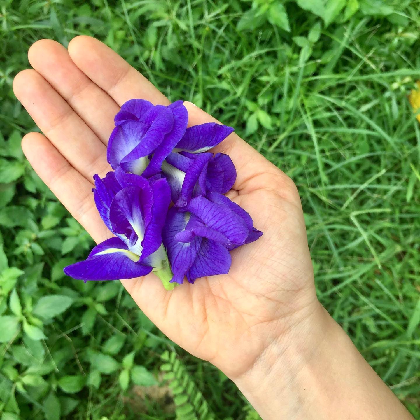 Person holding Blue Pea flowers in hand.