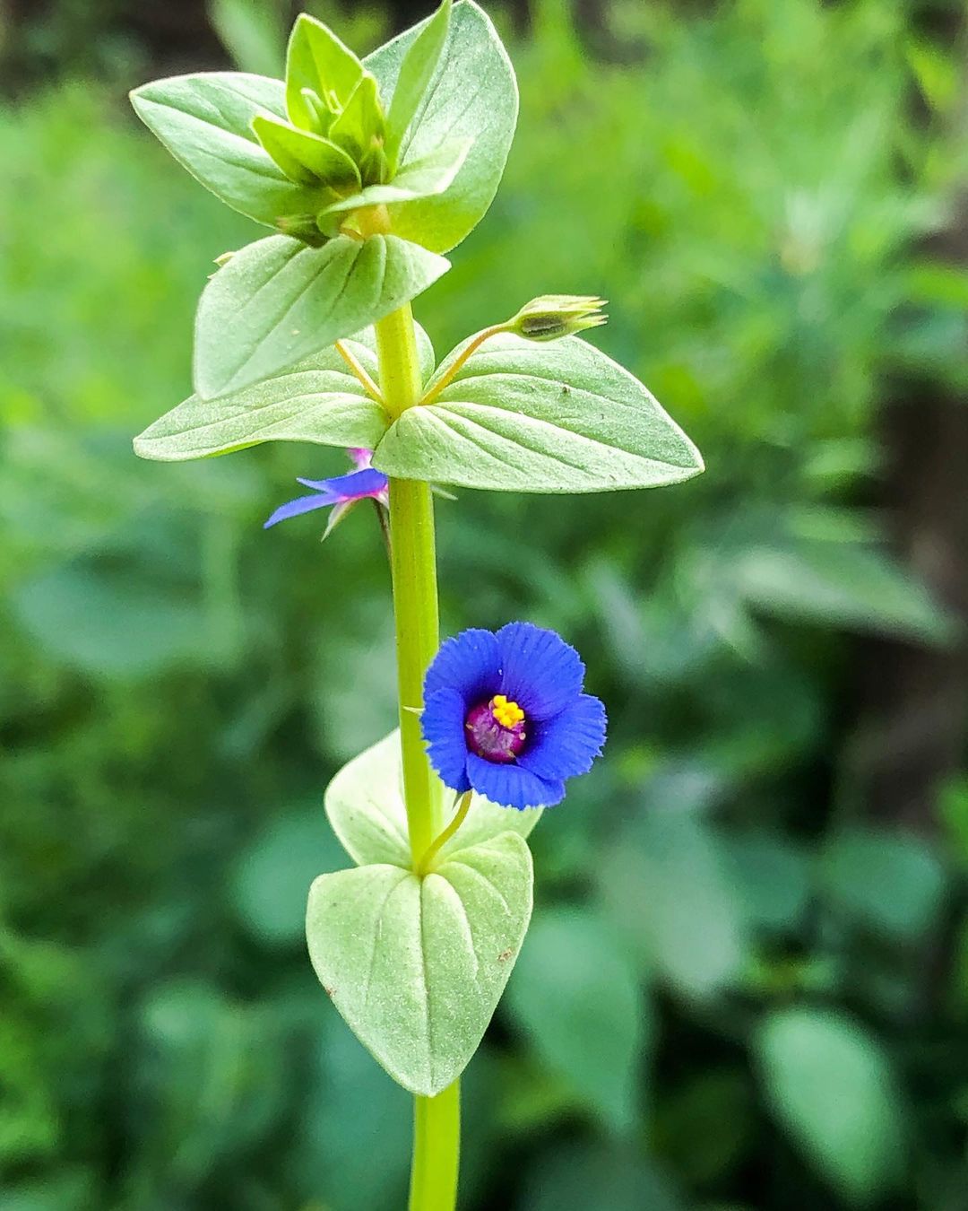 A blue Pimpernel flower with a yellow center, blooming in the midst of a lush green plant.