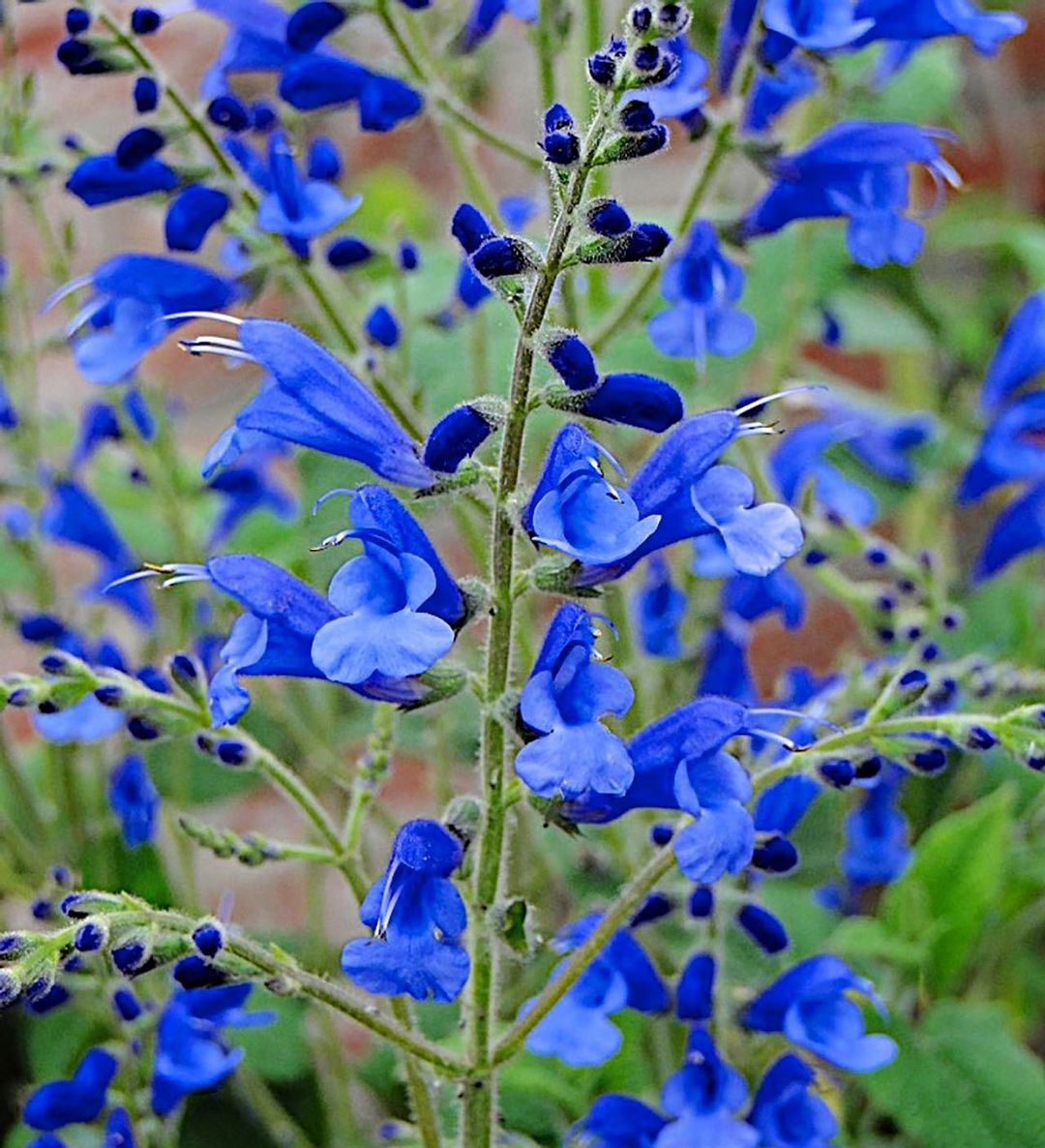 Blue Salvia plant showcasing vibrant blue flowers against a backdrop of a brick wall.