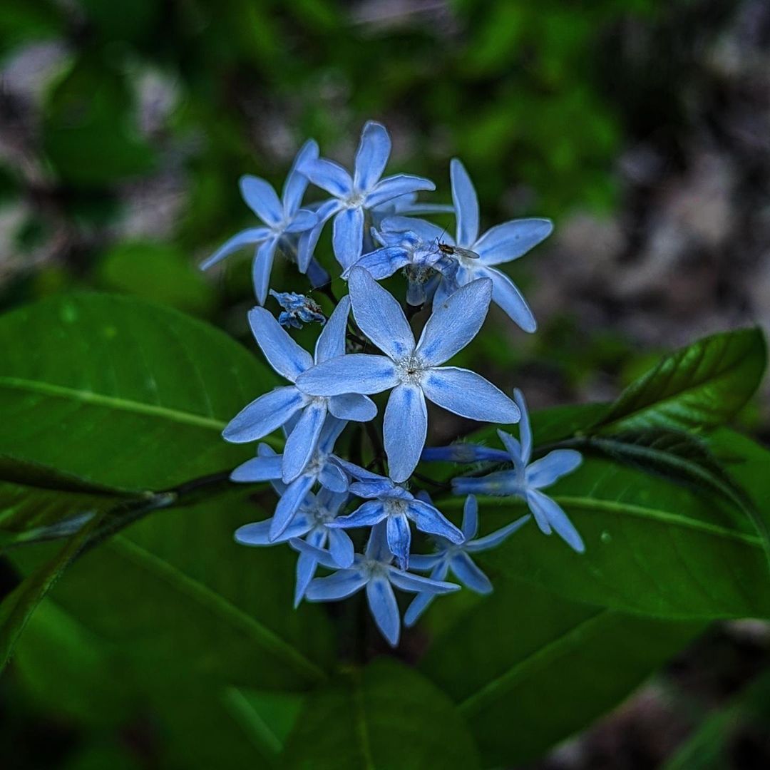 A vibrant blue Star Flower blossoming amidst the serene woods, showcasing nature's beauty.
