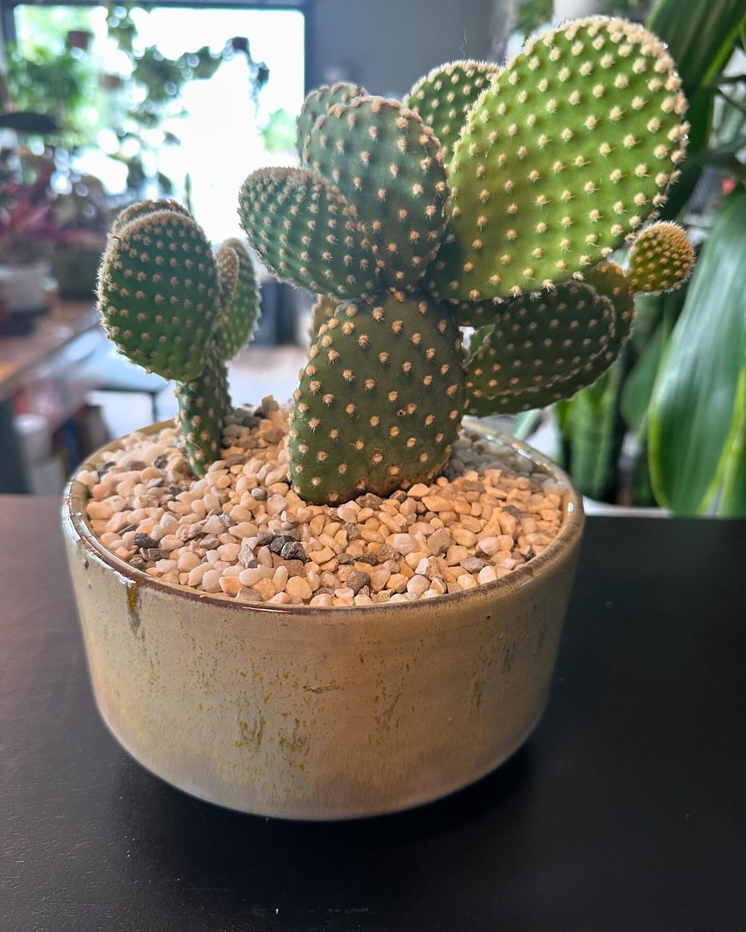 mage of a tiny Bunny Ears Cactus in a pot on a table.