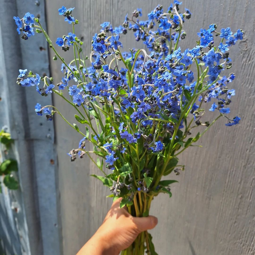A person holding a bouquet of Chinese Forget-Me-Not flowers, showcasing their vibrant blue color.