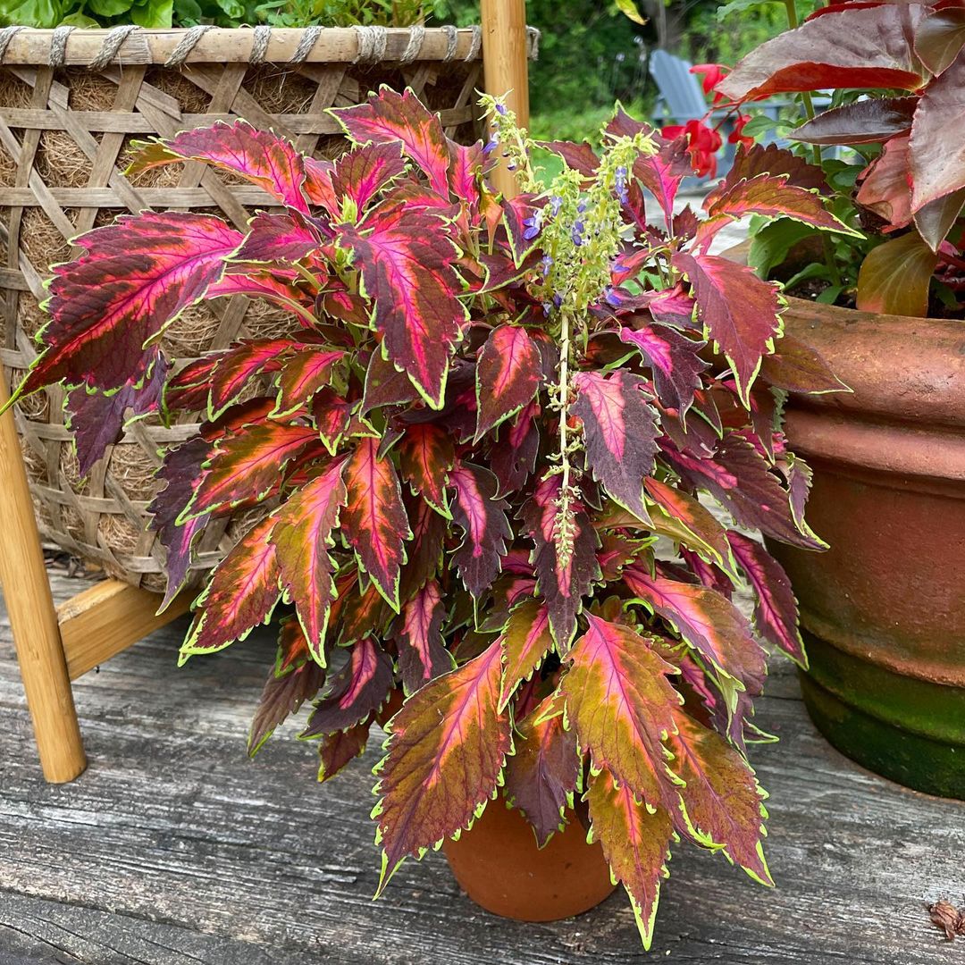 A vibrant Coleus plant with colorful leaves beautifully displayed on a wooden table.