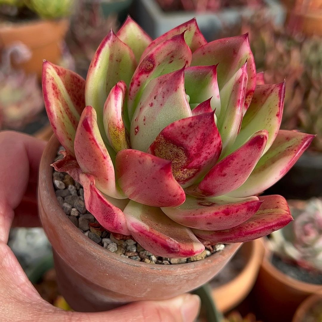 Image of someone holding a small pot with a succulent plant, Echeveria agavoides.