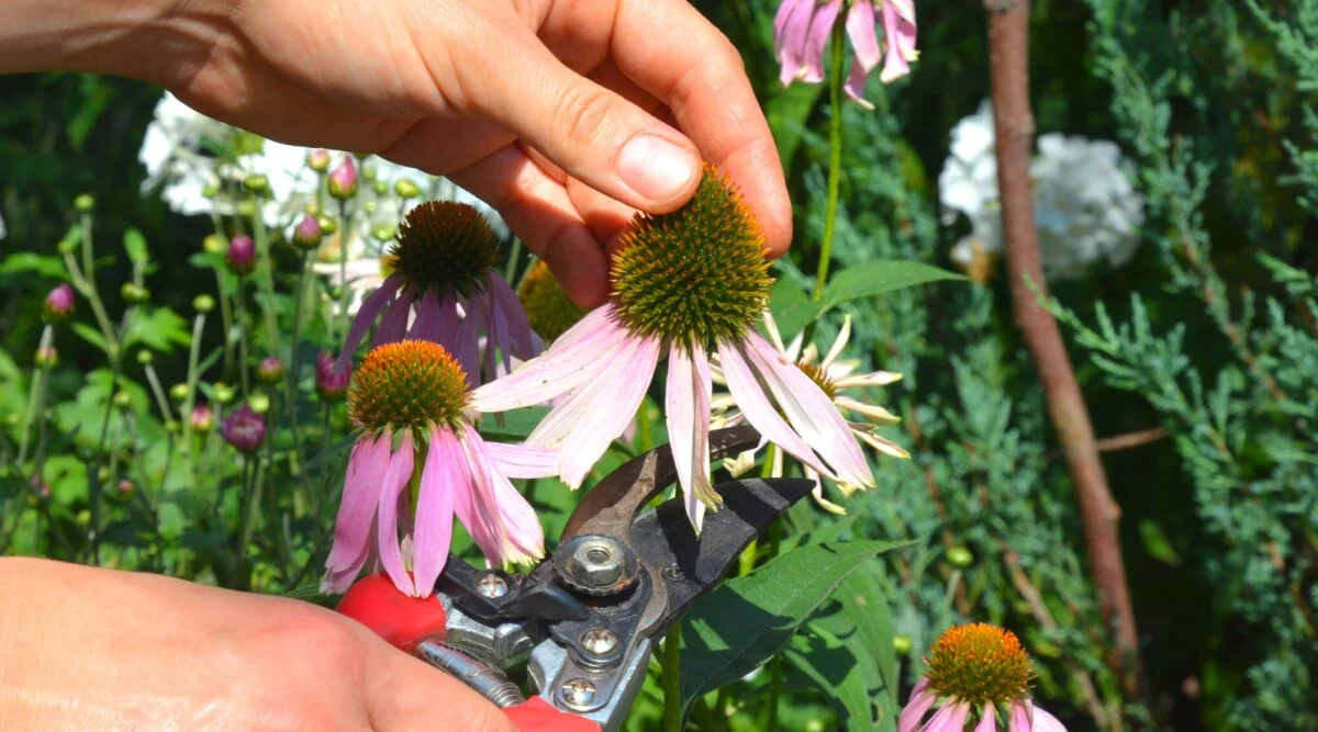Person using scissors to cut coneflower for deadheading and pruning.