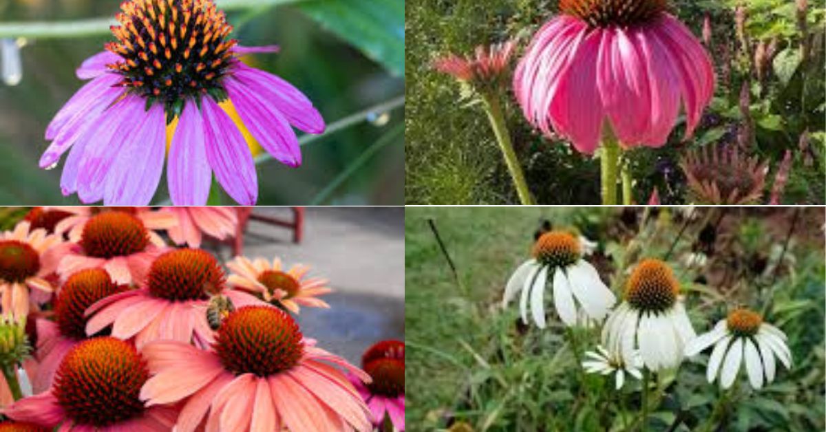 A vibrant collage of various types of flowers, showcasing the beautiful Coneflower variety.