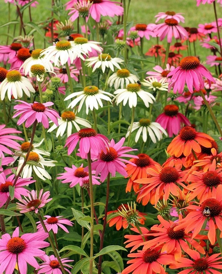 Colorful coneflowers in a field, featuring white and pink blooms.
