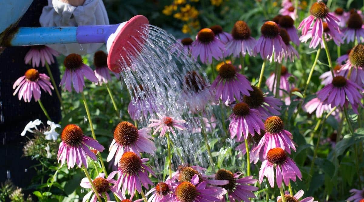 A person watering flowers with a hose. The image is titled 'Coneflower Watering'.