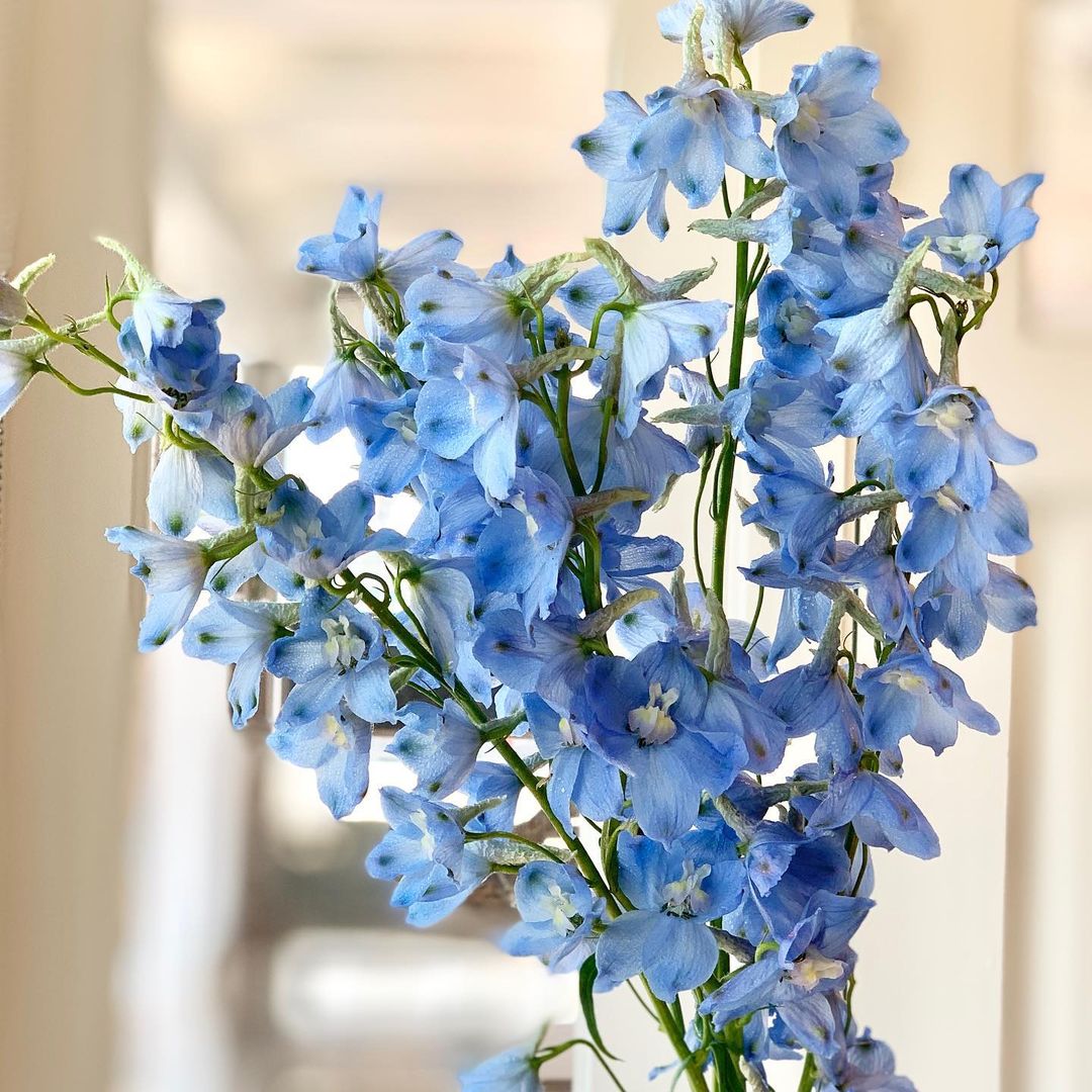 A Delphinium-filled vase with beautiful blue flowers adorns a table.