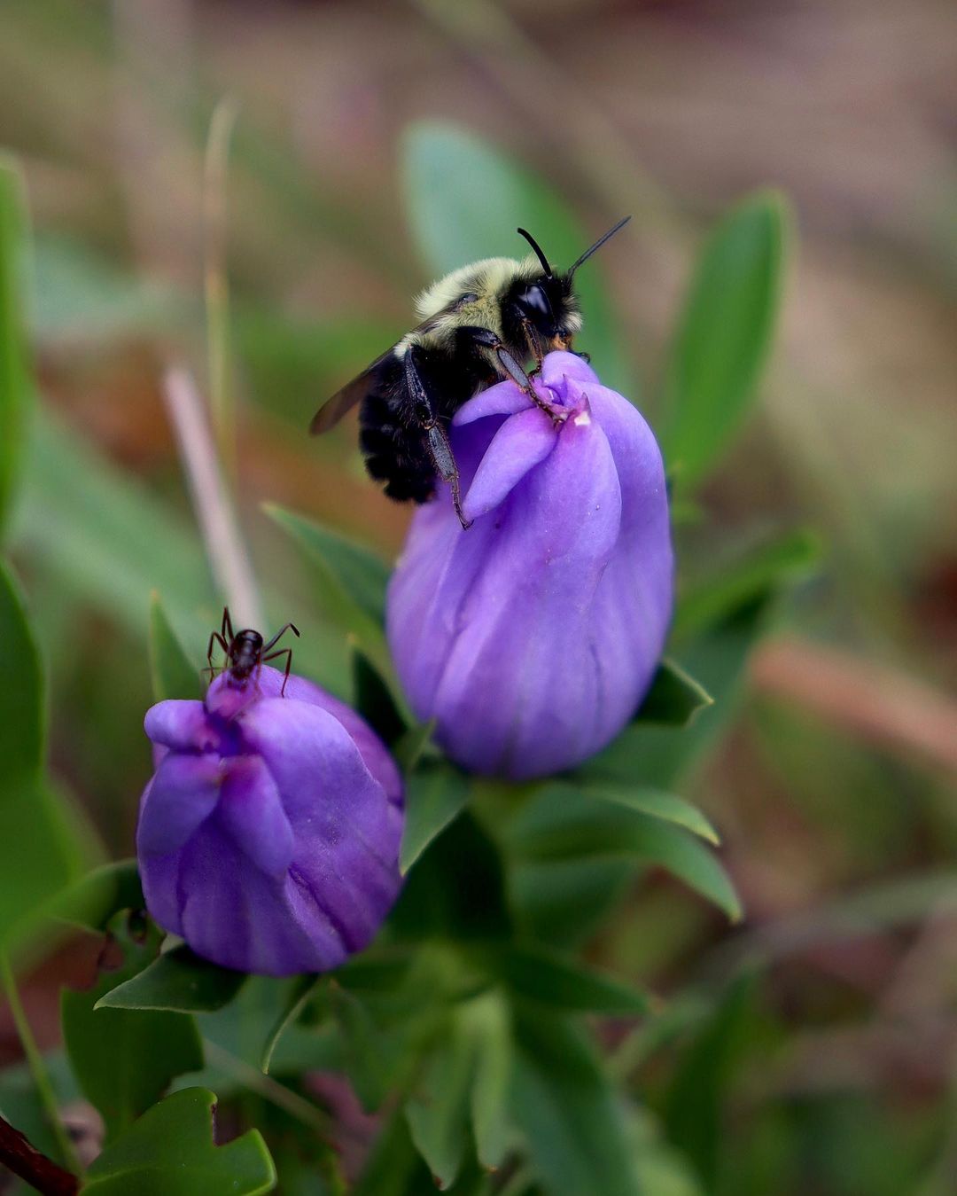 A bee on a purple Gentian flower in the grass.