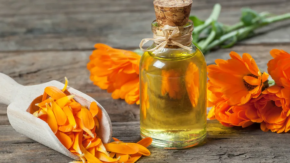 Calendula oil: Potpourri, Dyes, and Medicinal Uses Marigold. A versatile oil for skin care and various applications.