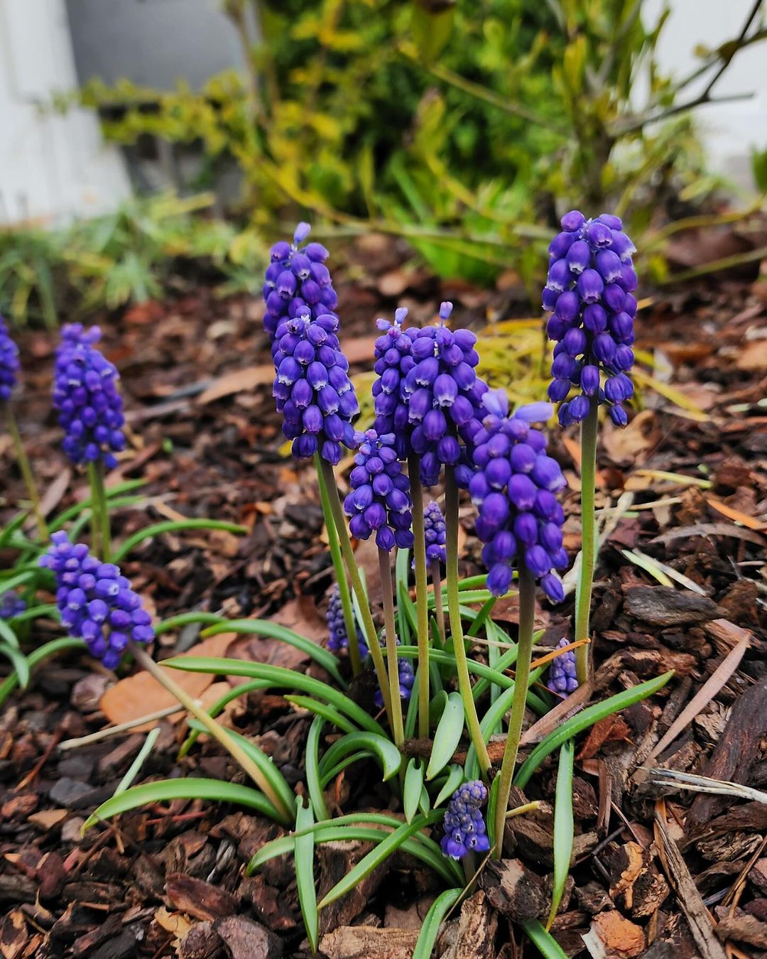 Purple Grape Hyacinth flowers bloom near a house, adding a vibrant touch to the ground.