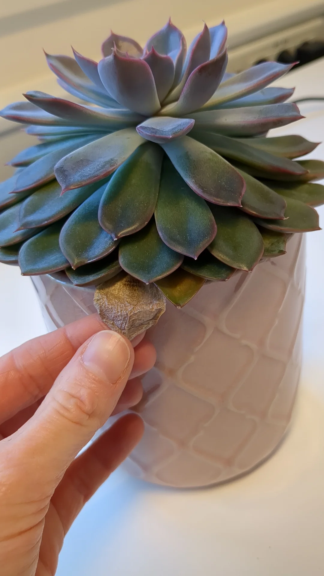 A person gently holds a small succulent plant in a pot. The plant is an echeveria agavoides, known for its grooming and maintenance needs.