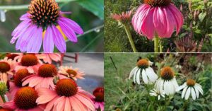 Growing Coneflower: A Comprehensive Guide to Echinacea Care