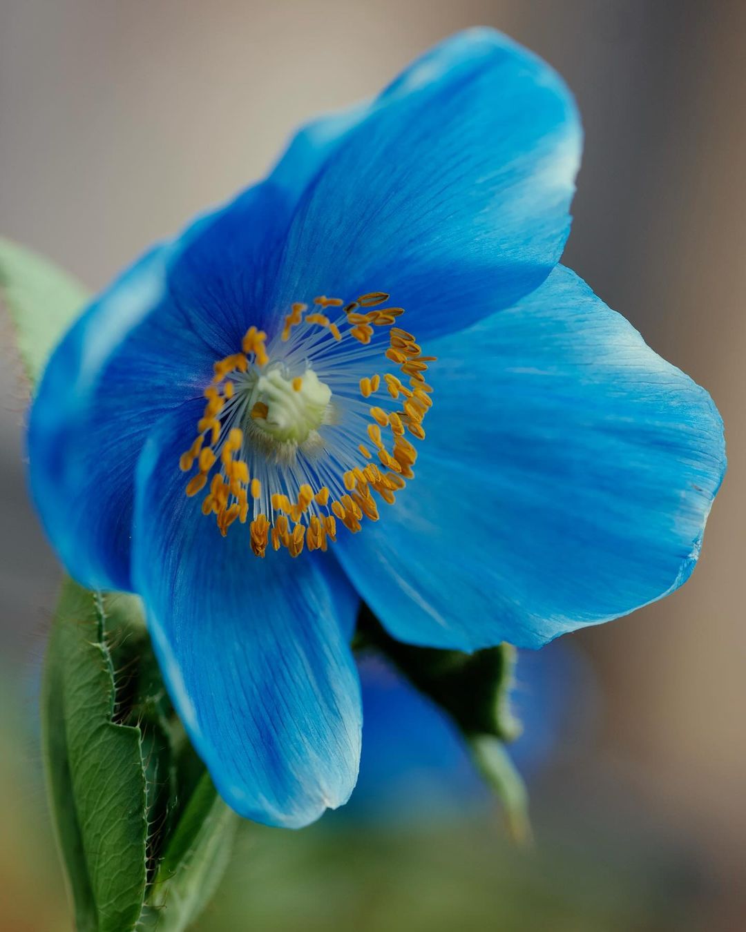 Blue Himalayan Blue Poppy flower photograph - fine art print of a stunning blue flower.