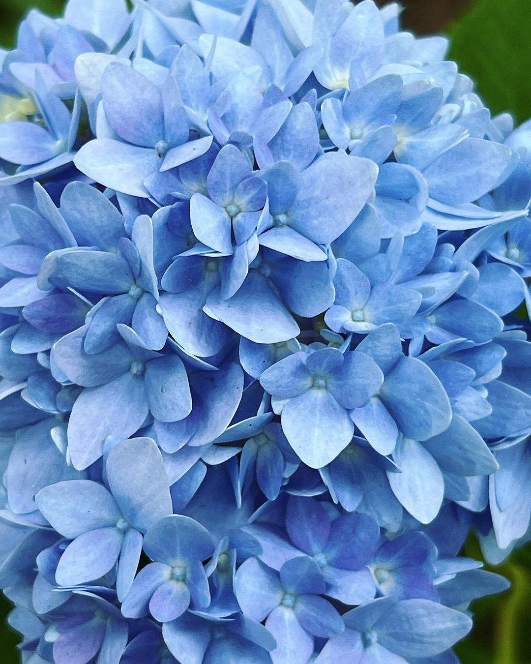  Detailed view of a blue Hydrangea blossom surrounded by lush green leaves.