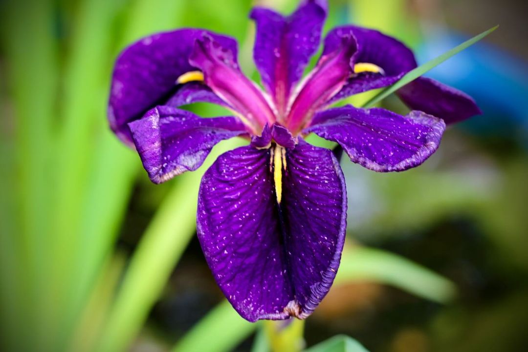 A close-up of a purple iris flower with a vibrant yellow stamen in the center.