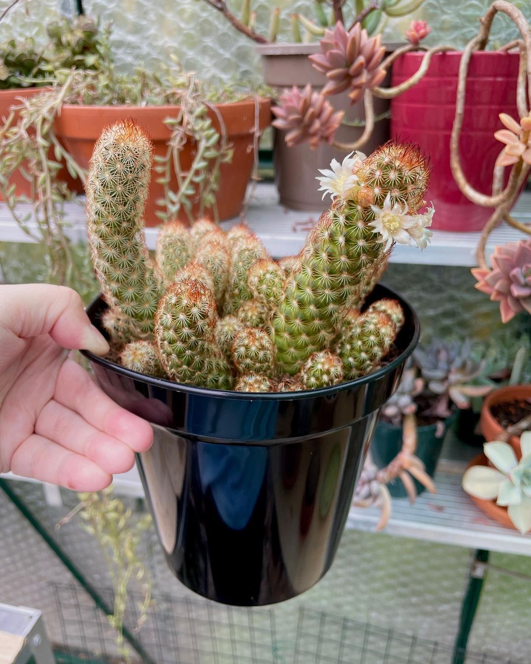  Image of a person holding a black pot with a Lady Finger Cactus.
