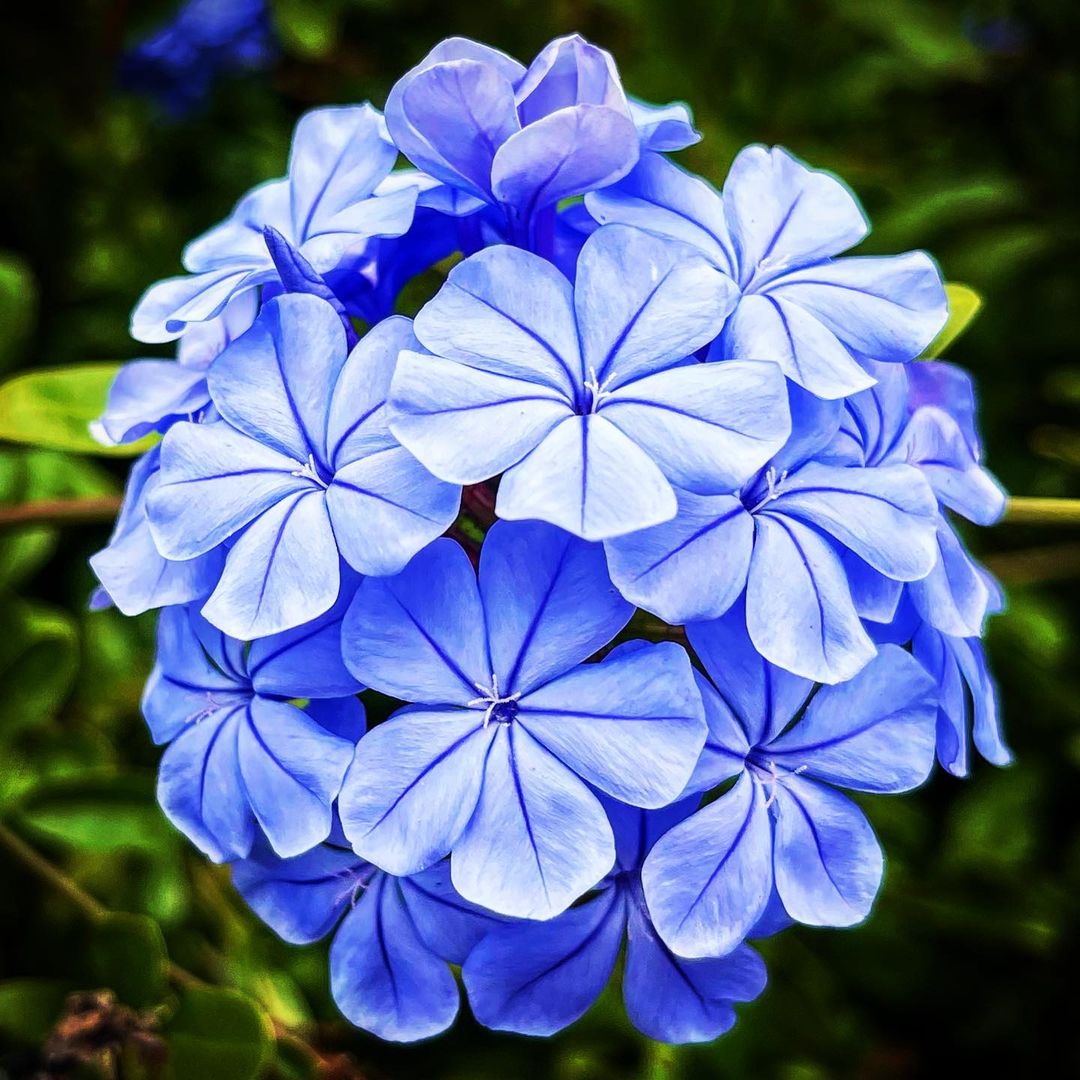  Image of vibrant blue Leadwort flowers 