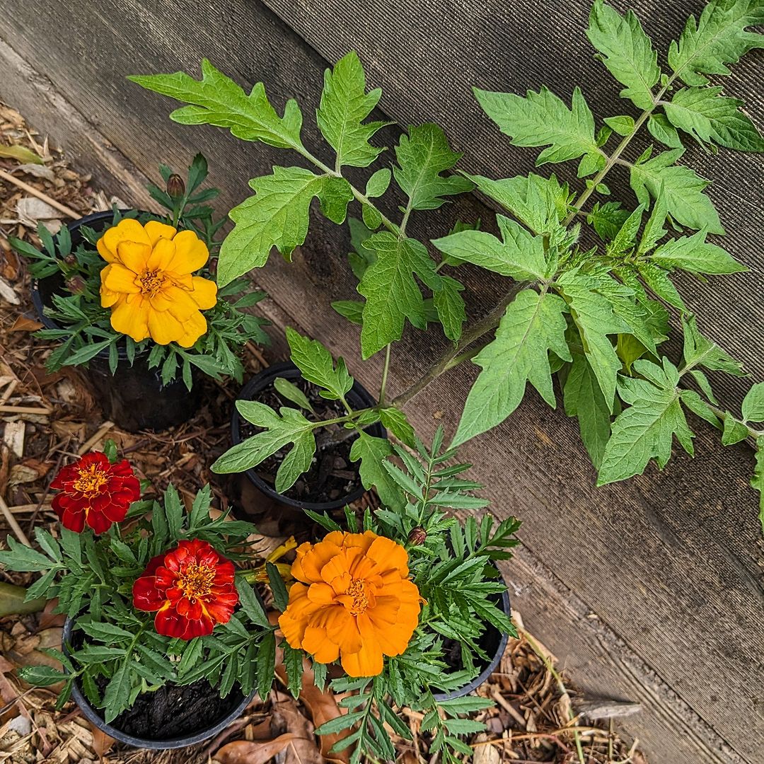 An adorable garden featuring potted plants, including marigolds as companion plants.