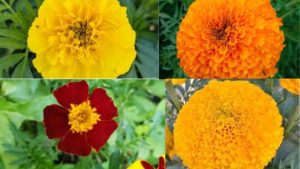 Marigolds: A Radiant Addition to Any Garden
