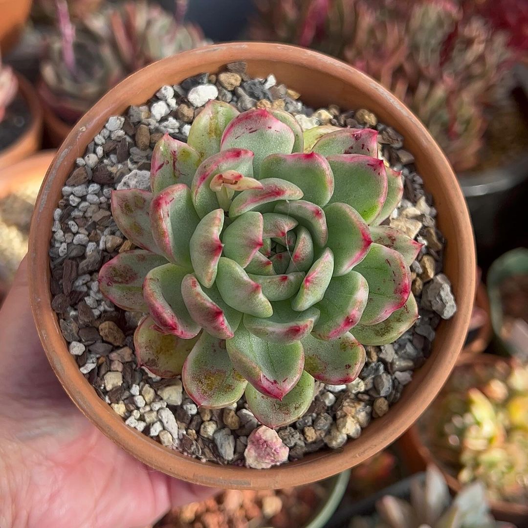 A person holding a small pot of succulents, perfect for echeveria agavoides' nutrient requirements.