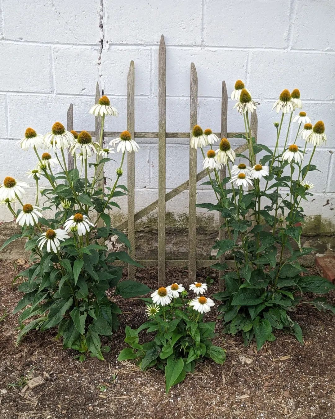 A lovely arrangement of white Coneflowers gracing a fence, adding elegance and natural beauty to the surroundings.