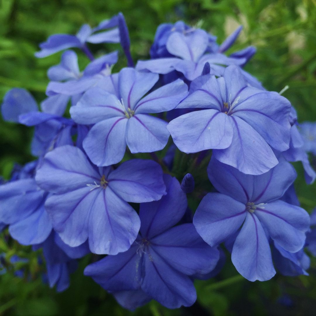 Blue Plumbago flowers in a garden, showcasing their vibrant color and delicate petals.
