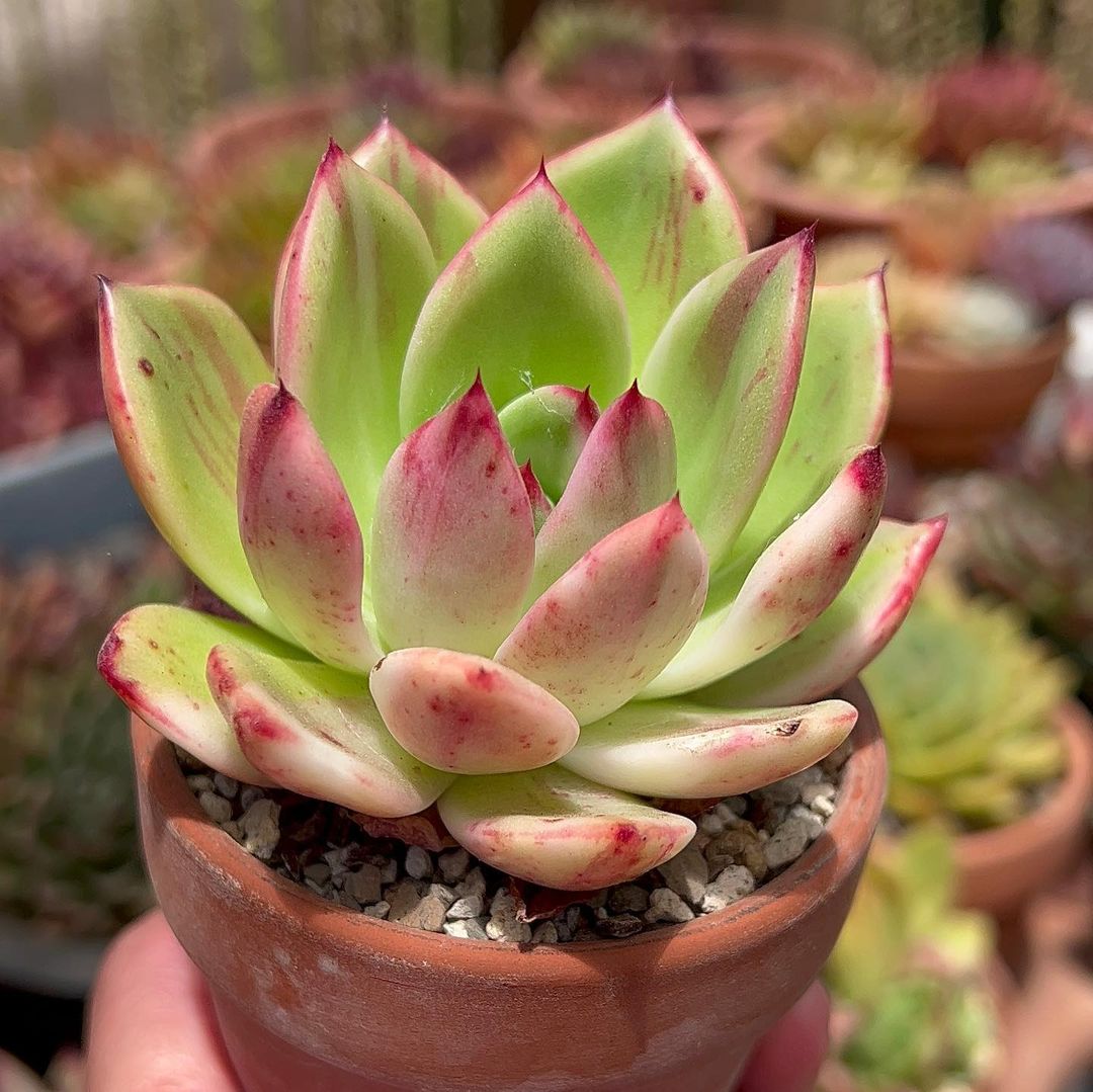 A small green and pink succulent plant in a pot, with Potting Mix and Repotting echeveria agavoides.