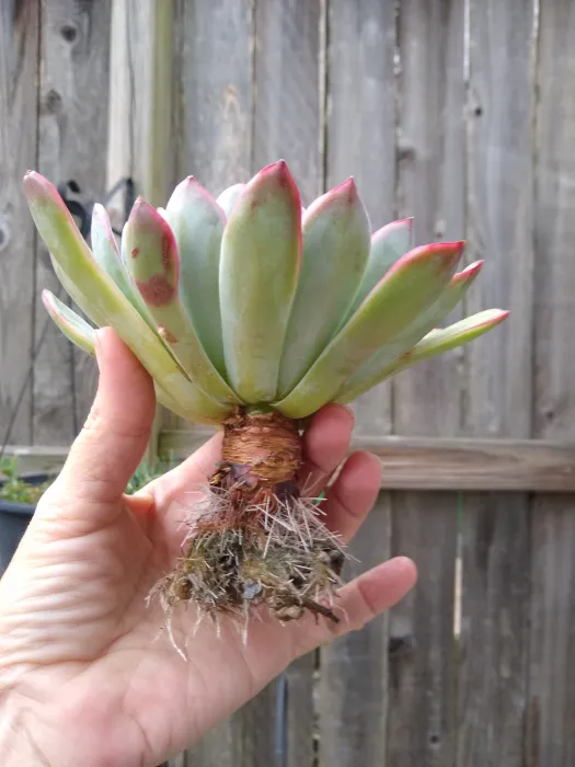 A small green and pink succulent plant in a pot, known as Echeveria Agavoides, used for propagation.
