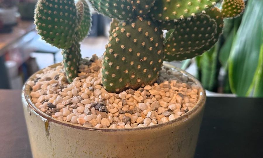 Newly rooted Bunny Ears Cactus pads ready for potting