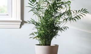 The Elegant Parlour Palm: A Beginner's Guide to Caring for This Charming Houseplant