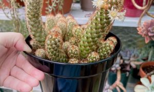 The Unique Lady Finger Cactus: A Guide to Caring for This Quirky Plant