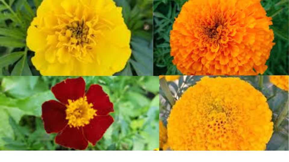 Varieties of Marigolds - Four colorful Marigold flowers in yellow, orange, red, and white, showcasing the beautiful diversity of this flower species.